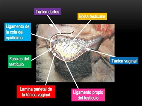 vaginas de perras|Aparato reproductor del perro, componentes en macho y hembra